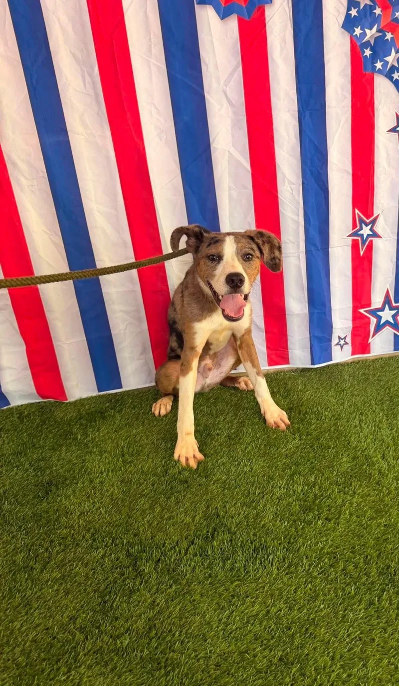 A baby medium-sized male Brindle Hound dog named Yankee Doodle for adoption in East Haddam, CT