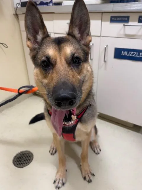 An adult large-sized female German Shepherd Dog dog named Bella for adoption in Fremont, CA