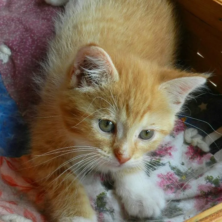 Cece