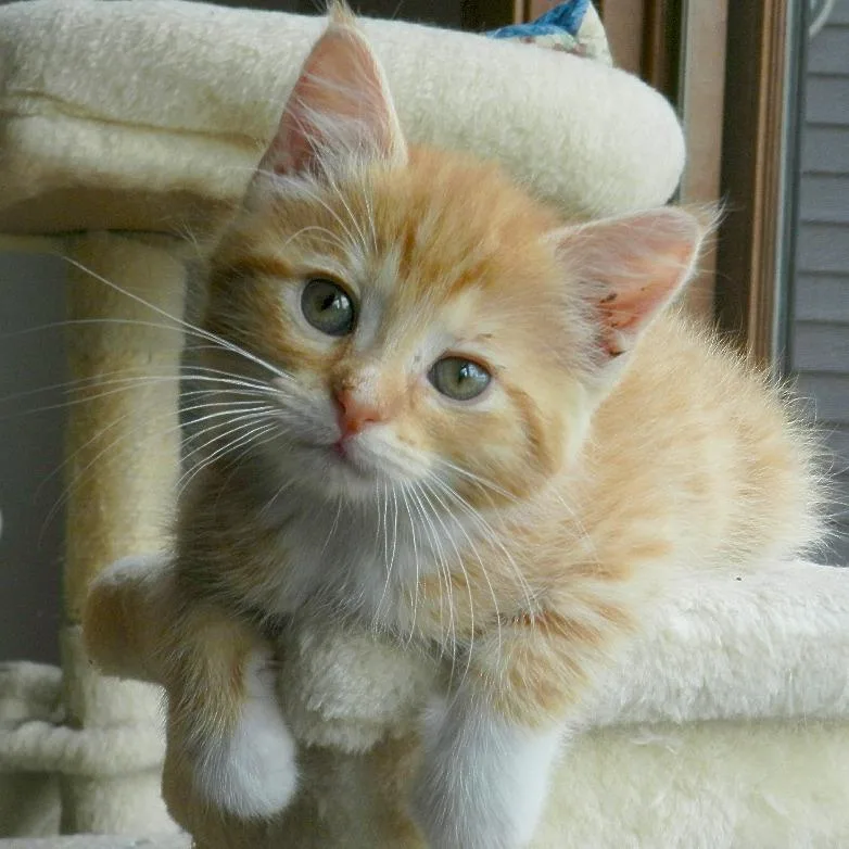 Cece thumbnail 2