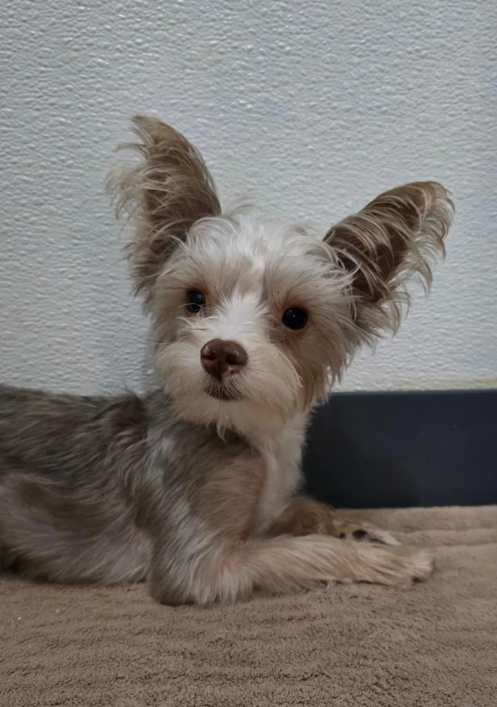 A young small-sized male Yorkshire Terrier dog named Nacho for adoption in Canyon Lake, TX