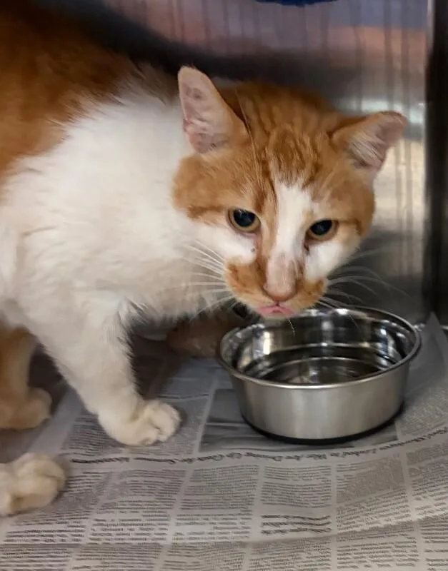 An adult medium-sized male White Domestic Short Hair cat named Nimbus for adoption in Cincinnati, OH