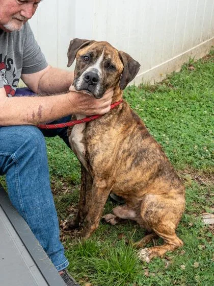 An adult medium-sized male Mixed Breed dog named Bremming for adoption in Chamblee, GA