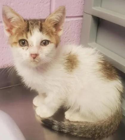 A baby small-sized male White Domestic Short Hair cat named 61272362 for adoption in El Paso, TX