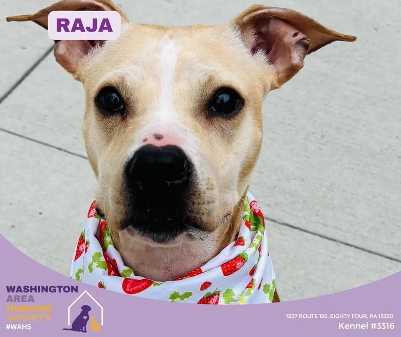 A young medium-sized female Apricot / Beige Pit Bull Terrier dog named Raja for adoption in Eighty Four, PA