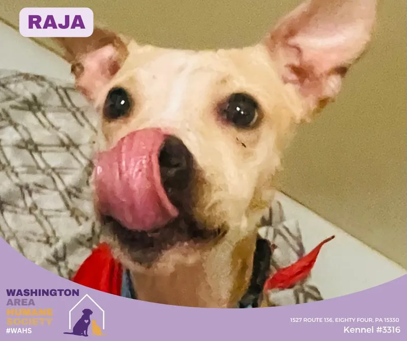Raja thumbnail 2