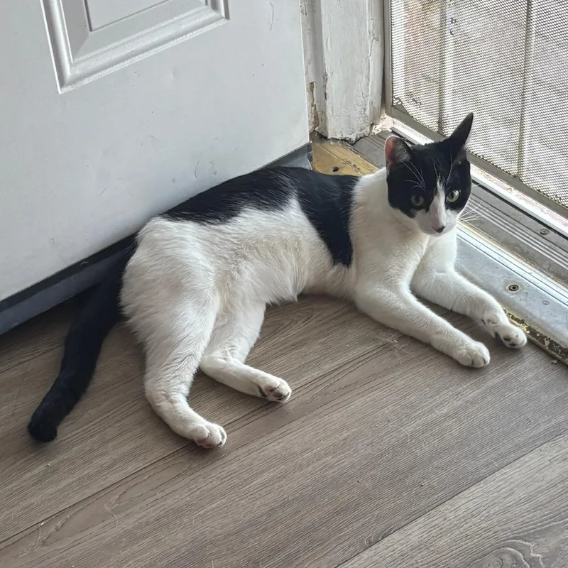 An adult small-sized female White Domestic Short Hair cat named Sky for adoption in Hemet, CA