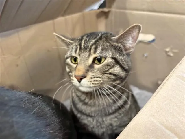 A young large-sized male Domestic Short Hair cat named Jerry for adoption in Saint Louis, MO