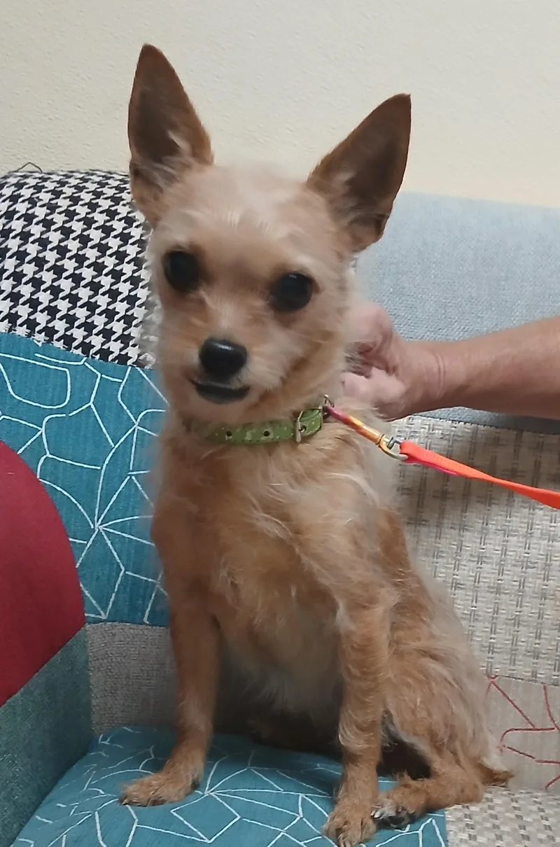 A senior small-sized female Red / Chestnut / Orange Mixed Breed dog named Taffy for adoption in Miller Beach, IN