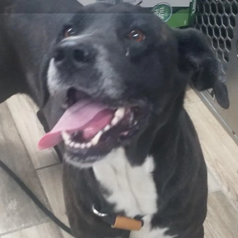 An adult large-sized male Brindle Mixed Breed dog named Texas for adoption in Henderson, KY