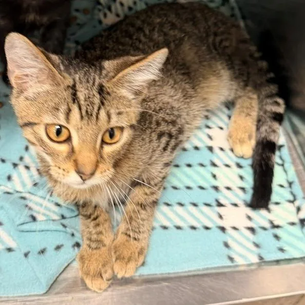 A baby small-sized male Domestic Short Hair cat named Meowzer for adoption in Horn Lake, MS