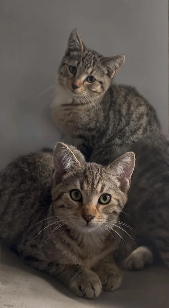 Summit  Flurry Or thumbnail 2