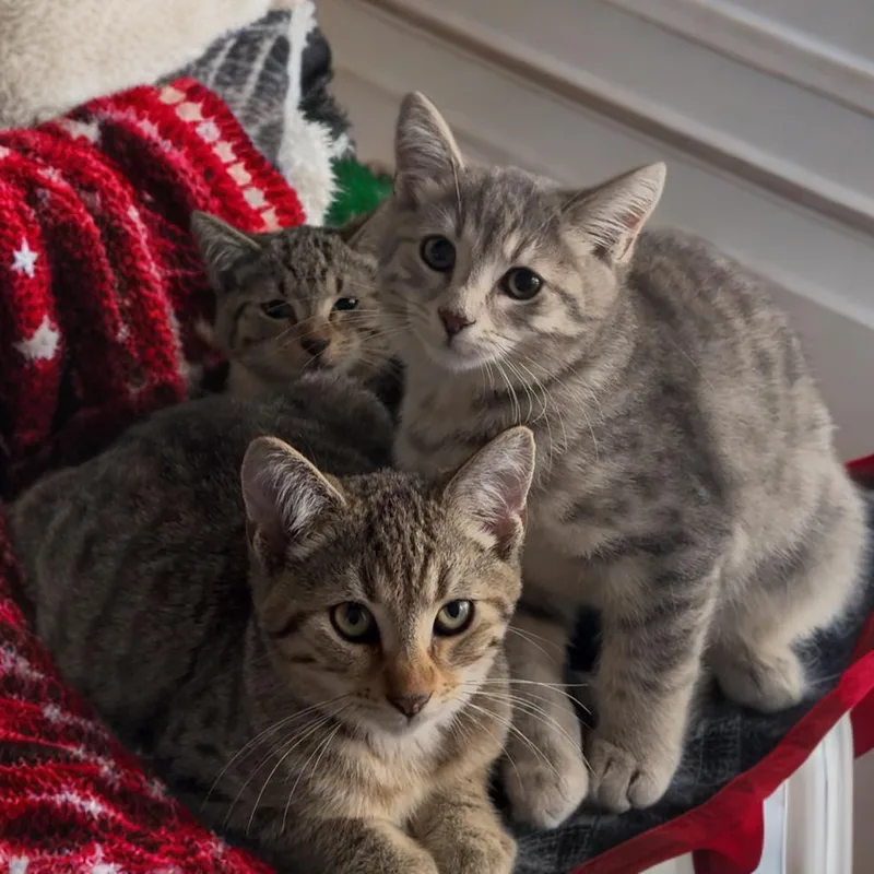 Summit  Flurry Or thumbnail 5