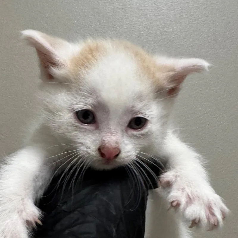 A baby small-sized male Domestic Medium Hair cat named Carmel for adoption in West Olive, MI