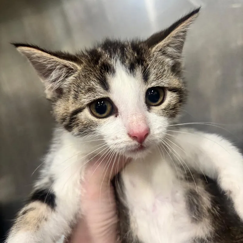 A baby small-sized female Torbie Domestic Short Hair cat named Marigold C for adoption in Napoleon, OH