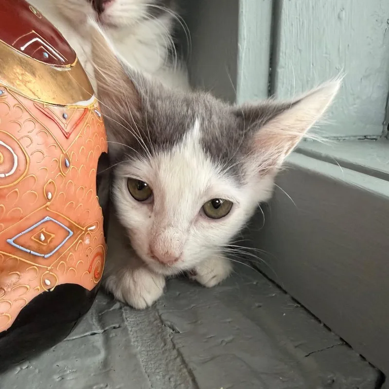 A baby small-sized female White Domestic Medium Hair cat named Jackie for adoption in Gonzales, LA