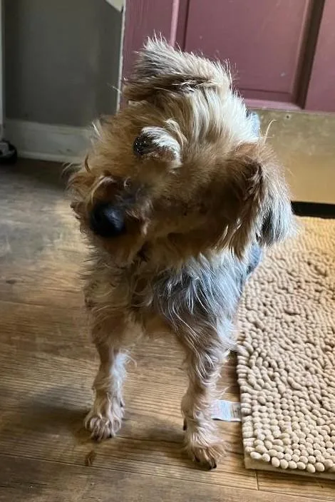 An adult small-sized male Brindle Yorkshire Terrier dog named Yum Yum for adoption in Woodstock, GA