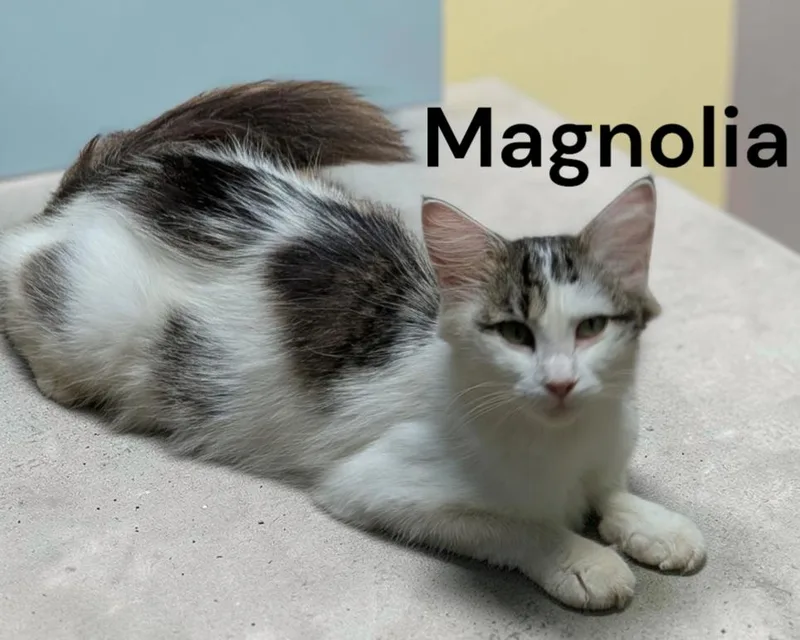 An adult medium-sized female Gray & White Domestic Medium Hair cat named Magnolia for adoption in Weems, VA