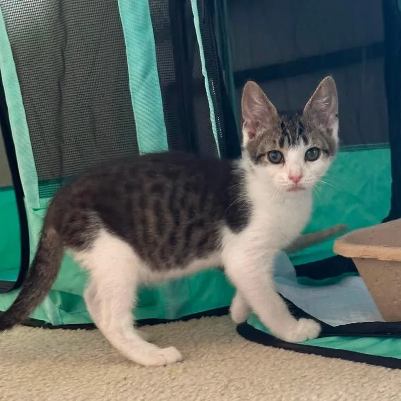 A baby medium-sized male Tabby (Brown / Chocolate) Domestic Short Hair cat named Tiramisu for adoption in Landenberg, PA