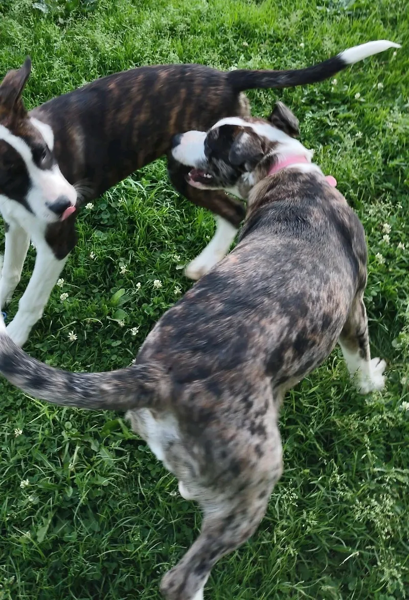 A baby medium-sized male White / Cream Mountain Cur dog named Luigi for adoption in Clay City, KY