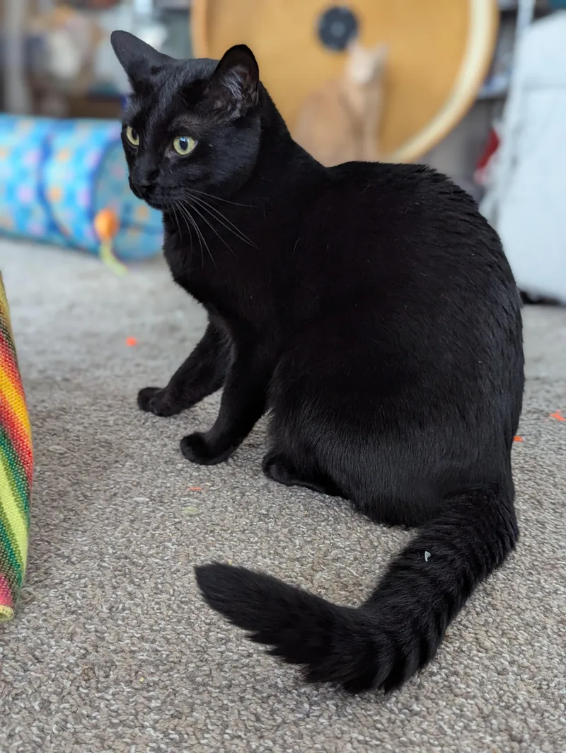 An adult medium-sized male Black Domestic Short Hair cat named Monty for adoption in Tucker, GA