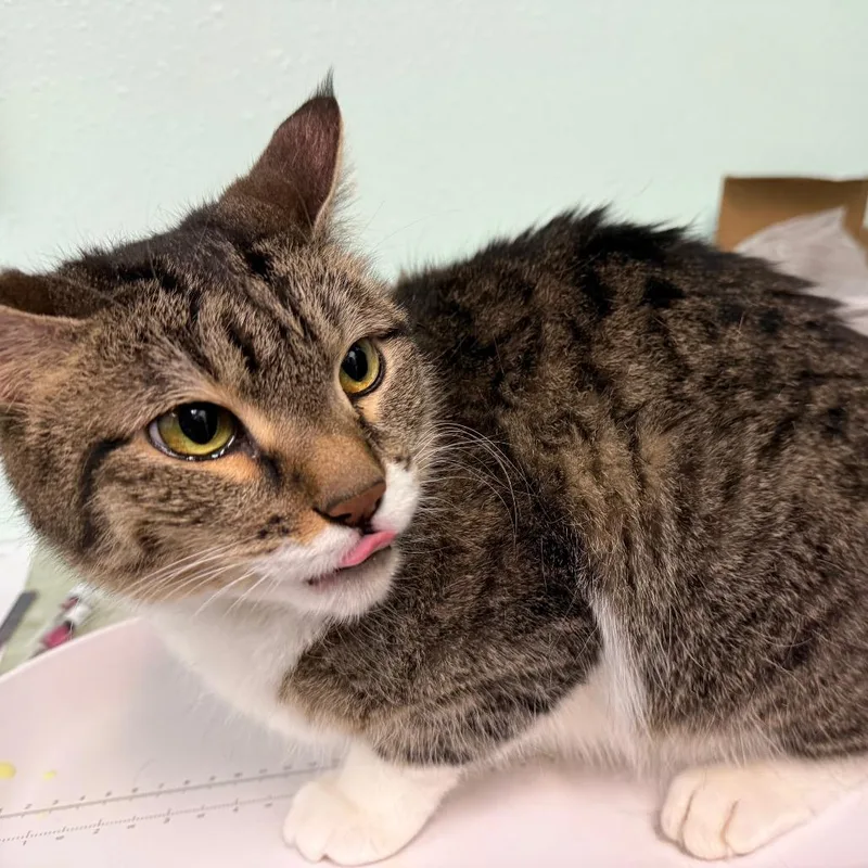 An adult medium-sized female Brown / Chocolate Domestic Short Hair cat named Jade for adoption in Idaho Falls, ID