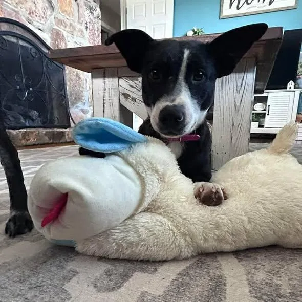 A young medium-sized female Basset Hound dog named Bettie for adoption in Pearisburg, VA