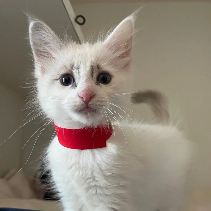 A baby small-sized female Domestic Short Hair cat named Waffles for adoption in Oakland, CA