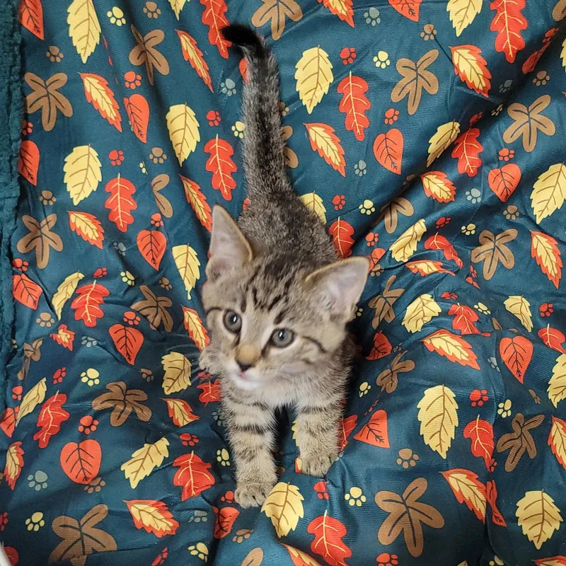 A baby medium-sized male Domestic Short Hair cat named Smeagol for adoption in Akron, OH