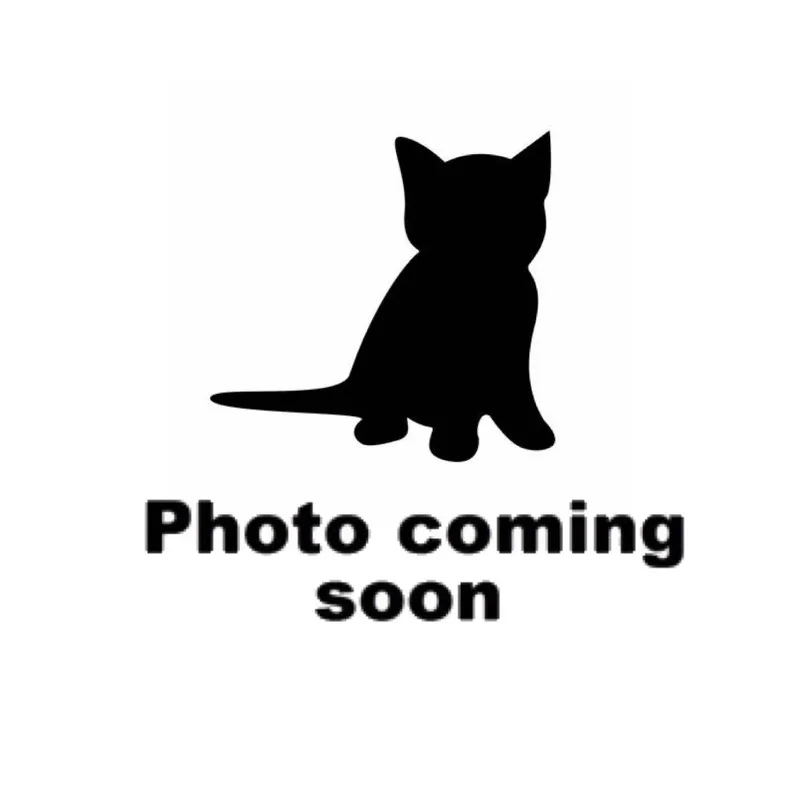 A baby small-sized female White Domestic Short Hair cat named Henderson for adoption in Gadsden, AL