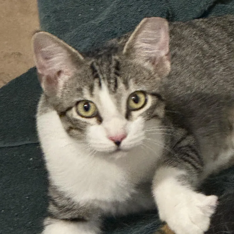 A baby small-sized female Gray & White Domestic Short Hair cat named Gilly for adoption in Schertz, TX
