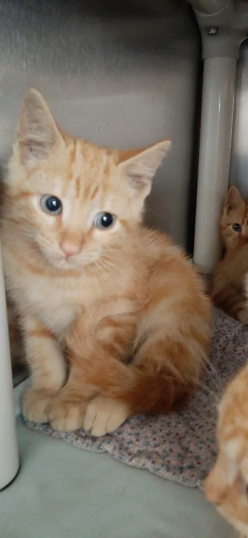 A baby medium-sized male Domestic Short Hair cat named Mustang for adoption in Georgetown, OH