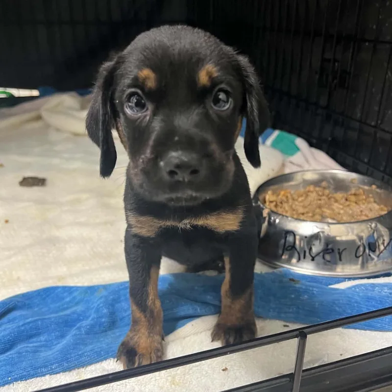 A baby large-sized male Black Mixed Breed dog named Theodore for adoption in Lake Panasoffkee, FL