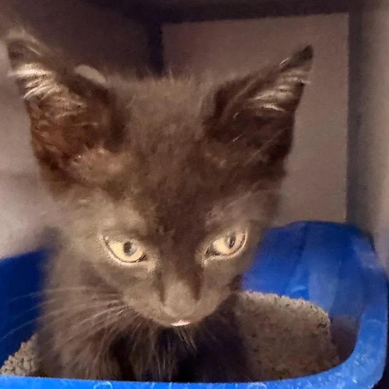 A baby small-sized male Black Domestic Short Hair cat named Biggie Smalls for adoption in Evansville, IN