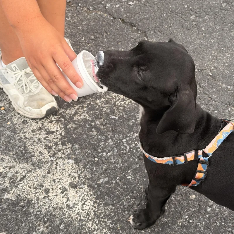 A baby medium-sized male Labrador Retriever dog named Cooper for adoption in Houston, TX
