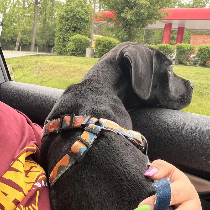 Cooper thumbnail 6
