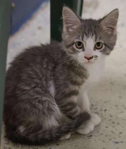 A baby small-sized male Domestic Medium Hair cat named Clancy for adoption in Verona, WI