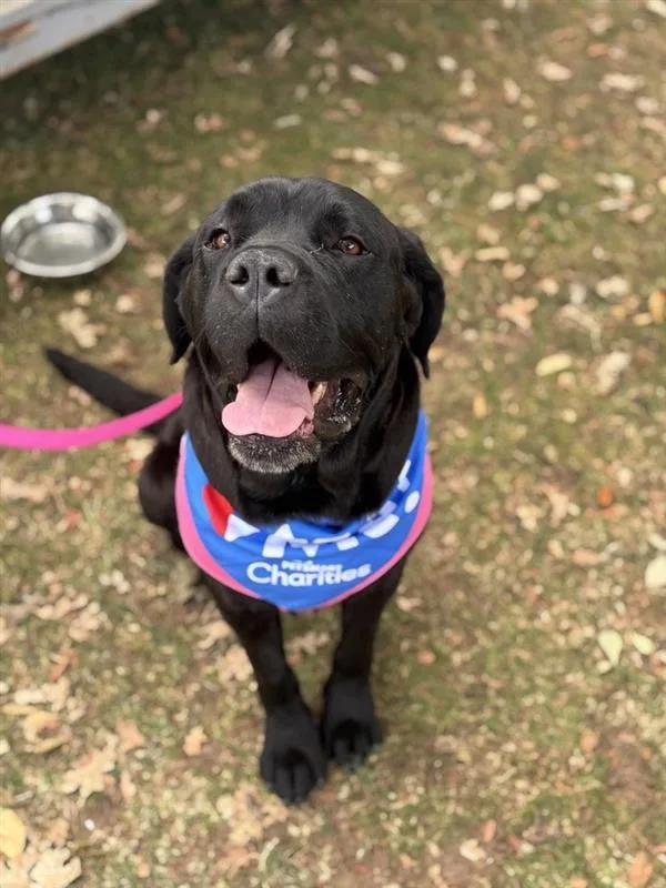 An adult extra large-sized female Cane Corso dog named Wiggles for adoption in Elk Grove, CA