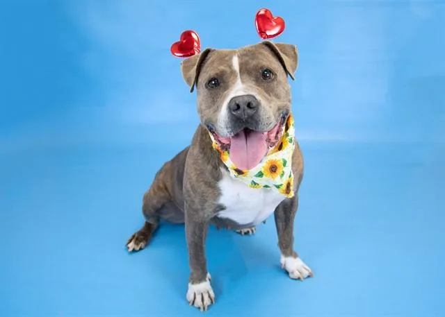 An adult medium-sized female Pit Bull Terrier dog named Lucy Marie for adoption in Colorado Springs, CO