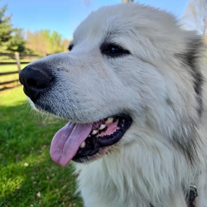 A young large-sized male White / Cream Great Pyrenees dog named Solomon for adoption in Louisville, KY