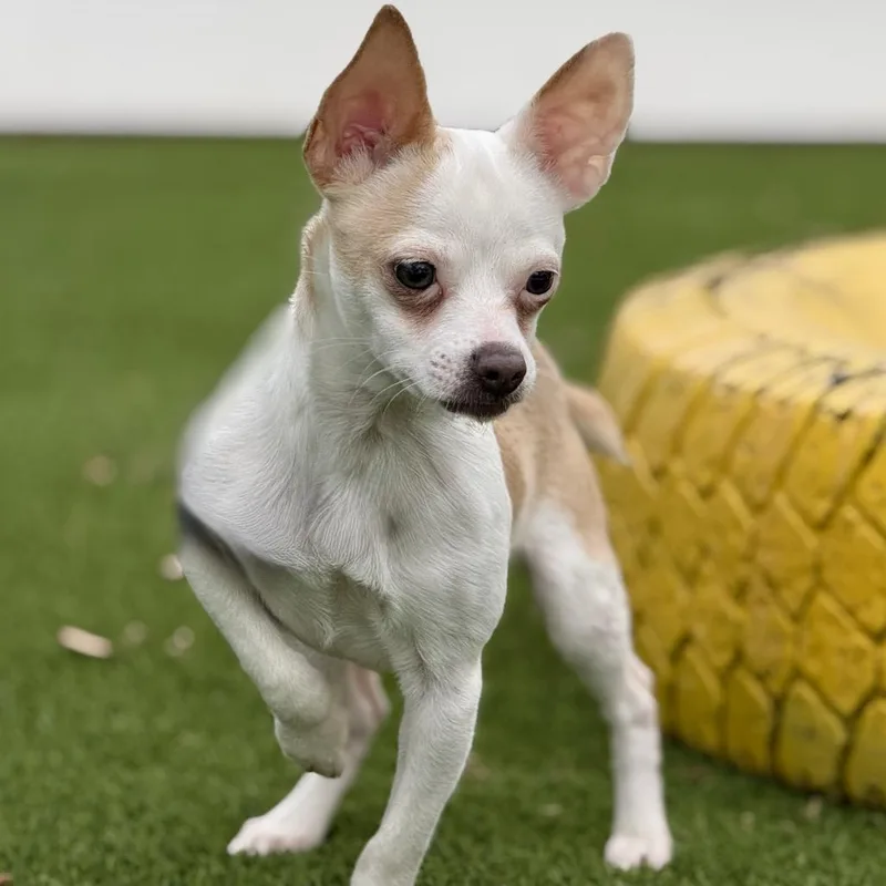 An adult small-sized male White / Cream Chihuahua dog named Hokey Pokey Spotted for adoption in Hondo, TX