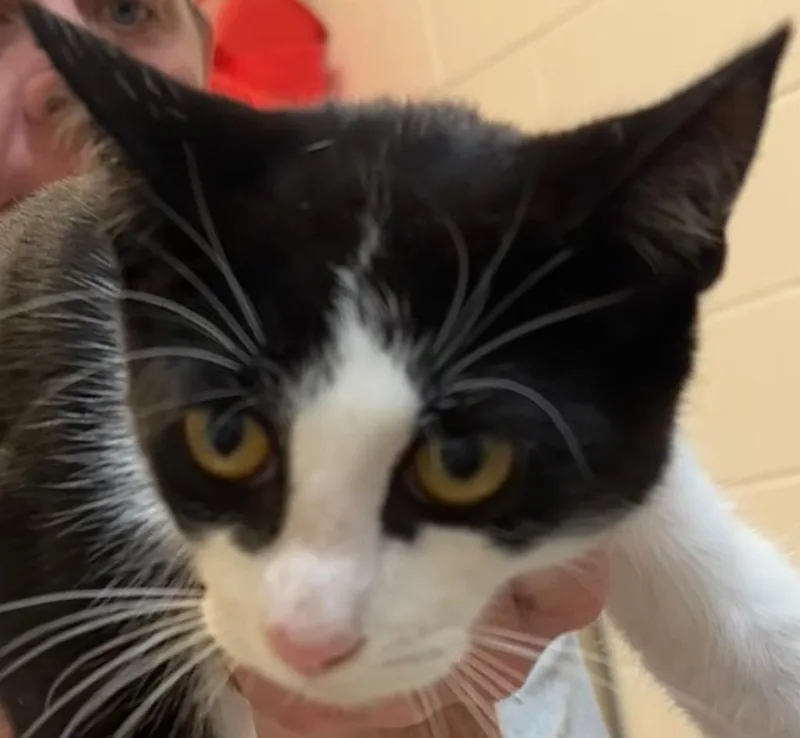 A young small-sized female Domestic Short Hair cat named Rose for adoption in Elizabethton, TN