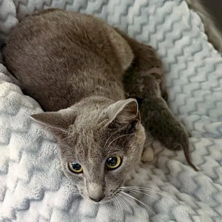 A young medium-sized female Gray / Blue / Silver Domestic Short Hair cat named September for adoption in Chapel Hill, NC