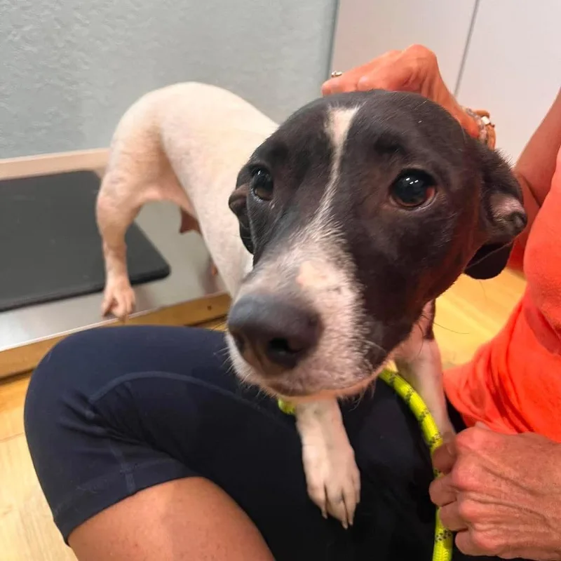 An adult small-sized female White / Cream Terrier dog named Muffin for adoption in Seminole, FL