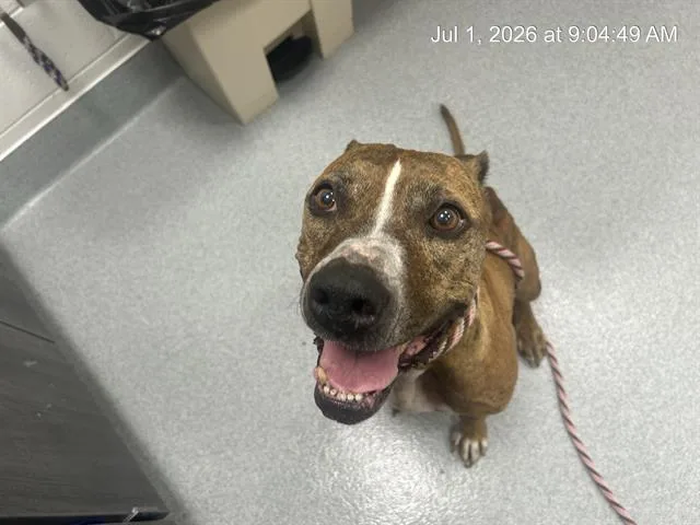 An adult large-sized female Boxer dog named A for adoption in Ocala, FL