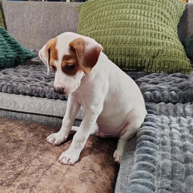 A baby medium-sized male White / Cream Labrador Retriever dog named Slug for adoption in Beulaville, NC