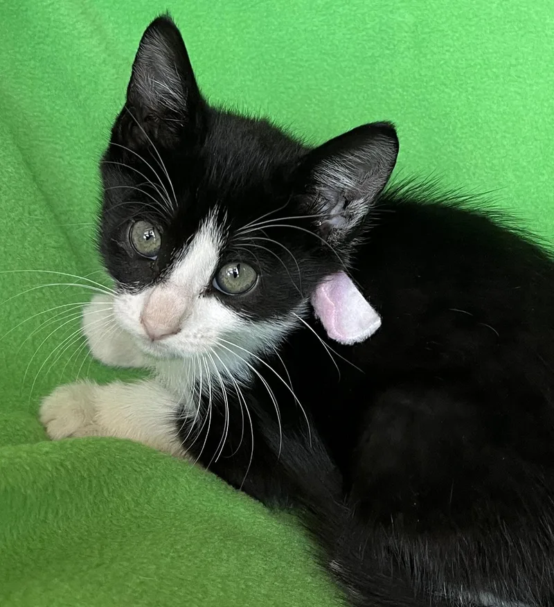 A baby medium-sized female Tuxedo cat named Sophie for adoption in Lyle, WA