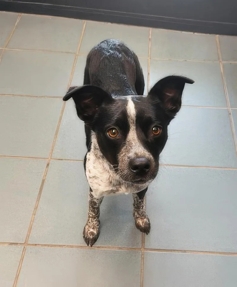 An adult small-sized female Mixed Breed dog named Carla for adoption in Nashville, TN