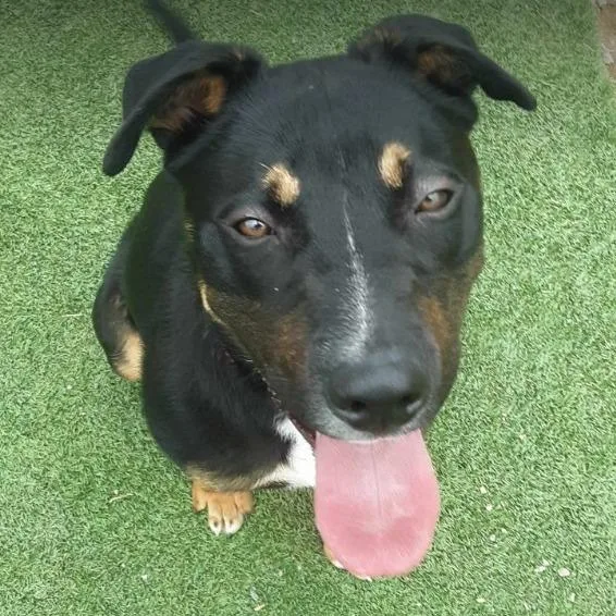 An adult large-sized male Black German Shepherd Dog dog named Lucas for adoption in Gordonsville, TN