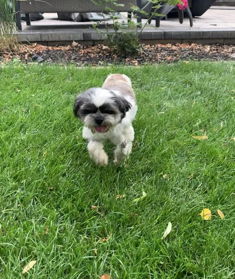 Shih Tzu Olivia